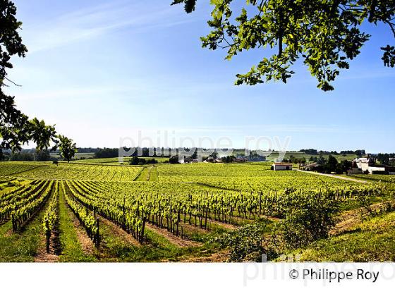 LA VIGNE AU PRINTEMPS, PAYSAGE VITICOLE , MONTAGNE-SAINT-EMILION, VIGNOBLE BORDELAIS, GIRONDE. (33V43031.jpg)