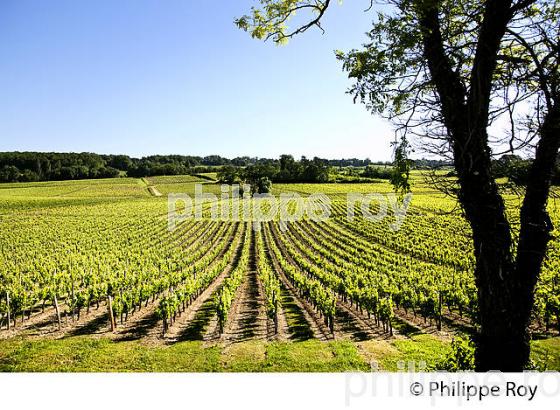 PAYSAGE VITICOLE , AU PRINTEMPS,  AOC MONTAGNE-SAINT-EMILION ,VIGNOBLE BORDELAIS, GIRONDE. (33V43032.jpg)