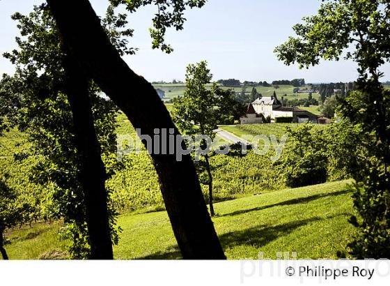 LA VIGNE AU PRINTEMPS, PAYSAGE VITICOLE , MONTAGNE-SAINT-EMILION, VIGNOBLE BORDELAIS, GIRONDE. (33V43034.jpg)