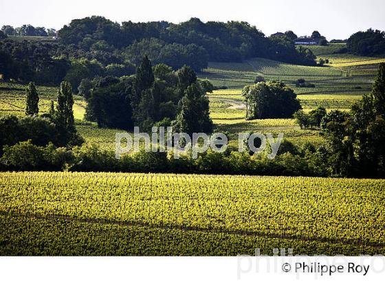 LA VIGNE AU PRINTEMPS, PAYSAGE VITICOLE , MONTAGNE-SAINT-EMILION, VIGNOBLE BORDELAIS, GIRONDE. (33V43038.jpg)