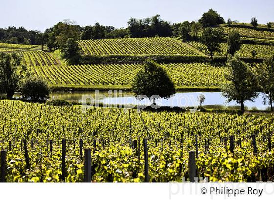 LA VIGNE AU PRINTEMPS, PAYSAGE VITICOLE , MONTAGNE-SAINT-EMILION, VIGNOBLE BORDELAIS, GIRONDE. (33V43101.jpg)