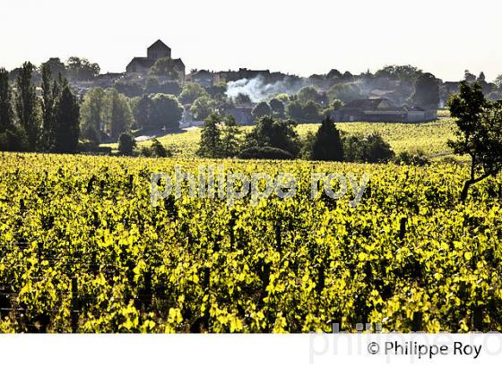 LA VIGNE AU PRINTEMPS, PAYSAGE VITICOLE , MONTAGNE-SAINT-EMILION, VIGNOBLE BORDELAIS, GIRONDE. (33V43110.jpg)