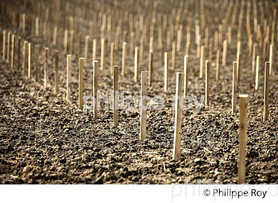 PLANTATION  DE  VIGNE, AU PRINTEMPS, VIGNOBLE BORDELAIS, GIRONDE. (33V43124.jpg)
