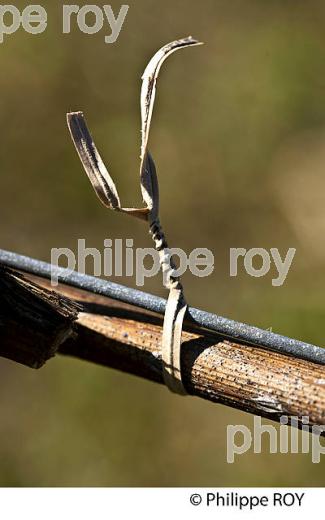 TRAVAIL DE LA VIGNE , AU PRINTEMPS, VIGNOBLE BORDELAIS, GIRONDE. (33V43138.jpg)