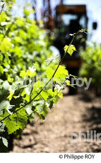 TRAVAIL DE LA VIGNE , AU PRINTEMPS, VIGNOBLE BORDELAIS, GIRONDE. (33V43225.jpg)