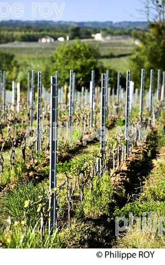 TRAVAIL DE LA VIGNE , AU PRINTEMPS, VIGNOBLE BORDELAIS, GIRONDE. (33V43230.jpg)