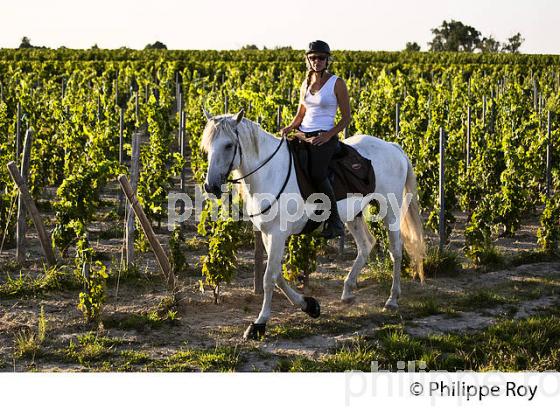 RANDONNEE EQUESTRE DANS LES VIGNES DE L' APPELLATION  MONTAGNE SAINT EMILION, VINS DE BORDEAUX. (33V43415.jpg)