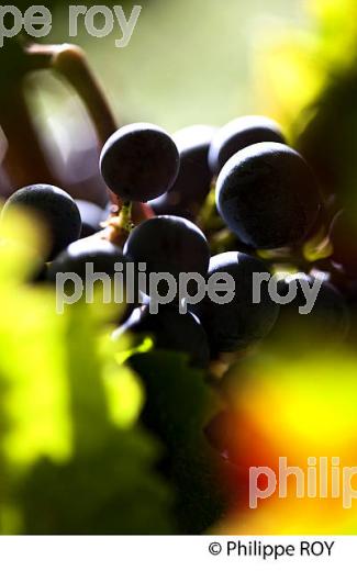 GRAPPE DE RAISIN ROUGE AVANT VENDANGE,CYCLE VEGETATIF DE LA VIGNE, VIGNOBLE DE BORDEAUX,  GIRONDE. (33V43722.jpg)