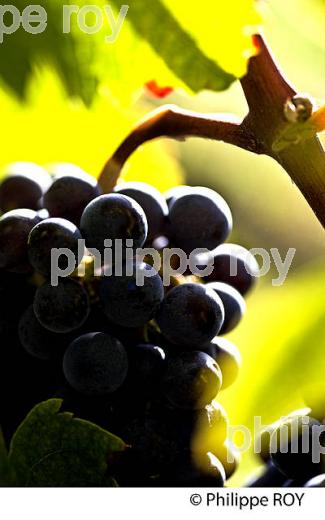 GRAPPE DE RAISIN ROUGE AVANT VENDANGE,CYCLE VEGETATIF DE LA VIGNE, VIGNOBLE DE BORDEAUX,  GIRONDE. (33V43724.jpg)