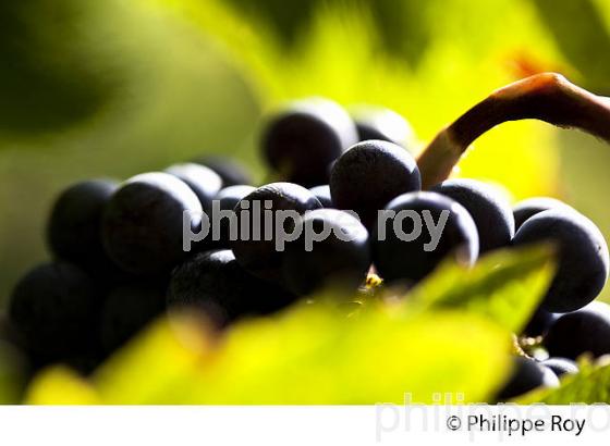 GRAPPE DE RAISIN ROUGE AVANT VENDANGE,CYCLE VEGETATIF DE LA VIGNE, VIGNOBLE DE BORDEAUX,  GIRONDE. (33V43808.jpg)