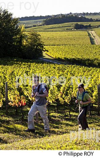 RANDONNEE PEDESTRE DANS LES VIGNES ,  OENOTOURISME, AOC MONTAGNE SAINT-EMILION, VIGNOBLE DE BORDEAUX,  GIRONDE. (33V44404.jpg)
