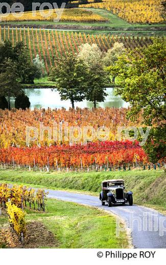 VOITURE DE COLLECTION DELAGE 1930 ET VIGNOBLE DE MONTAGNE SAINT EMILION, AUTOMNE, GIRONDE. (33V44517.jpg)