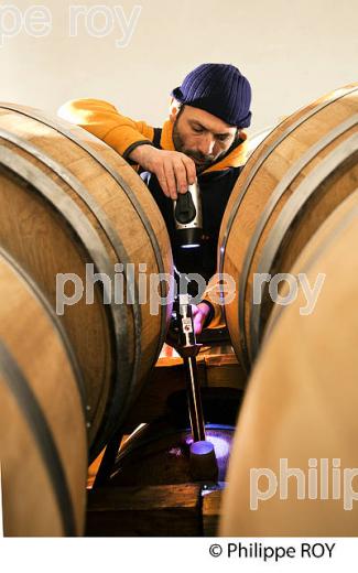 ENTONNAGE VIN EN  BARRIQUES,  CHATEAU FRANC BAUDRON,    AOC  MONTAGNE SAINT-EMILION, MONTAGNE, GIRONDE (33V44622.jpg)