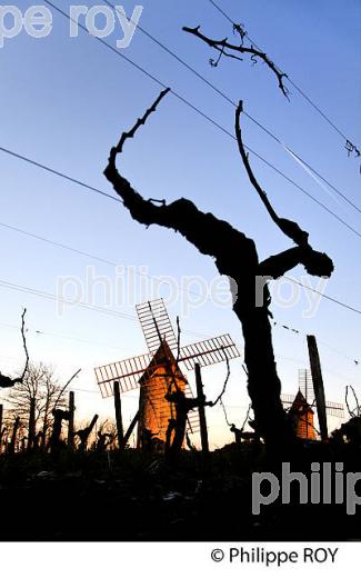 MOULIN DE CALON, VIGNE EN HIVER, VIGNOBLE DE MONTAGNE SAINT EMILION. (33V44728.jpg)