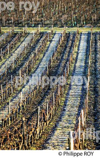 PAYSAGE VITICOLE EN HIVER,  VIGNOBLE  AOC  MONTAGNE SAINT-EMILION,    GIRONDE, AQUITAINE. (33V44809.jpg)