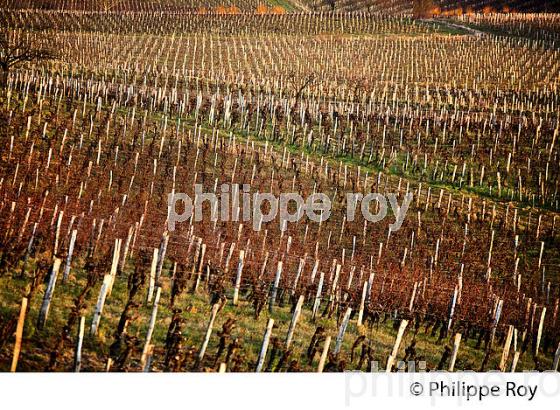 PAYSAGE VITICOLE EN HIVER,  VIGNOBLE  AOC  MONTAGNE SAINT-EMILION,    GIRONDE, AQUITAINE. (33V44918.jpg)