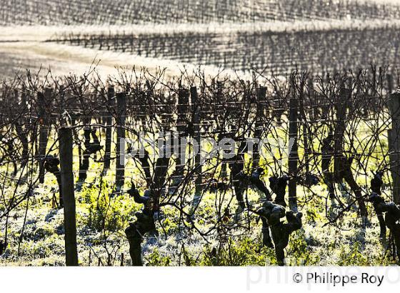 PALISSAGE  DE LA VIGNE EN HIVER, VIGNOBLE  AOC  MONTAGNE SAINT-EMILION,   GIRONDE, AQUITAINE. (33V44936.jpg)