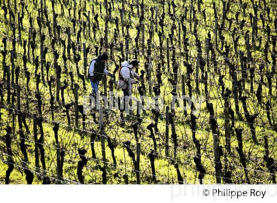 TAILLE DE LA VIGNE EN HIVER, VIGNOBLE,  AOC  MONTAGNE SAINT-EMILION, MONTAGNE, GIRONDE (33V45004.jpg)