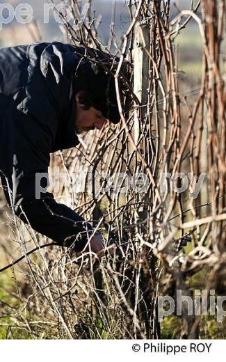 TAILLE DE LA VIGNE EN HIVER, VIGNOBLE,  AOC  MONTAGNE SAINT-EMILION, MONTAGNE, GIRONDE (33V45021.jpg)