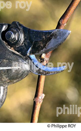 TAILLE DE LA VIGNE EN HIVER, VIGNOBLE,  AOC  MONTAGNE SAINT-EMILION, MONTAGNE, GIRONDE (33V45033.jpg)
