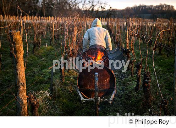 BRULAGE DES BOIS DE LA VIGNE EN HIVER, VIGNOBLE,  AOC  MONTAGNE SAINT-EMILION, MONTAGNE, GIRONDE (33V45103.jpg)