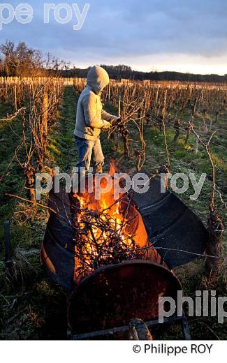BRULAGE DES BOIS DE LA VIGNE EN HIVER, VIGNOBLE,  AOC  MONTAGNE SAINT-EMILION, MONTAGNE, GIRONDE (33V45109.jpg)