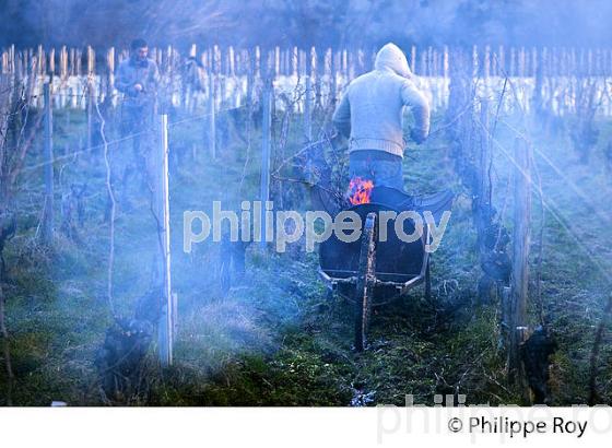 BRULAGE DES BOIS DE LA VIGNE EN HIVER, VIGNOBLE,  AOC  MONTAGNE SAINT-EMILION, MONTAGNE, GIRONDE (33V45119.jpg)