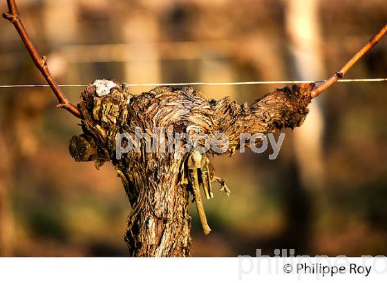 TAILLE  DE LA VIGNE EN HIVER, VIGNOBLE  AOC  MONTAGNE SAINT-EMILION,   GIRONDE, AQUITAINE. (33V45218.jpg)