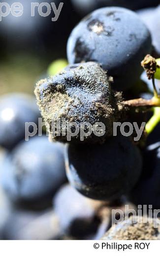 DEGAT D' EUDEMIS SUR RAISIN, CHATEAU MAZEYRES, POMEROL, VIGNOBLE DE BORDEAUX. (33V46027.jpg)