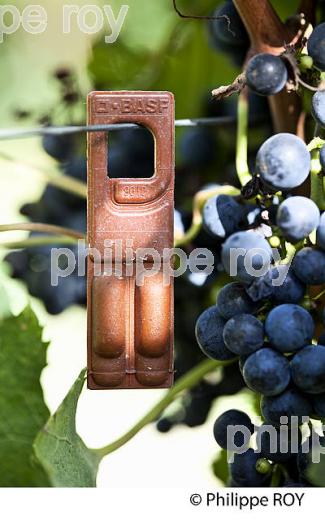 CAPSULE DE CONFUSION SEXUELLE CONTRE L' EUDEMIS, POMEROL, VIGNOBLE DE BORDEAUX. (33V46105.jpg)