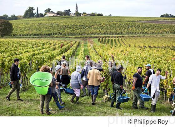 VENDANGES MANUELLES, CHATEAU MONCETS, AOC LALANDE DE POMEROL, VINS DE BORDEAUX, GIRONDE. (33V46404.jpg)
