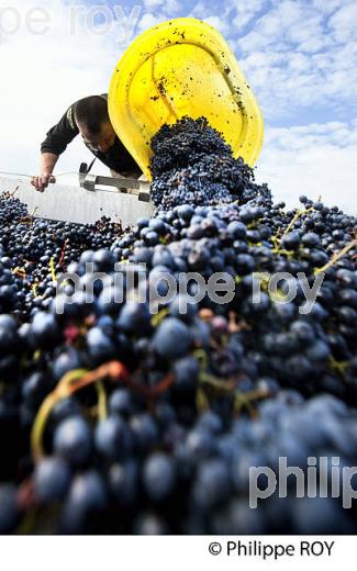 VENDANGES MANUELLES, CHATEAU MONCETS, AOC LALANDE DE POMEROL, VINS DE BORDEAUX, GIRONDE. (33V46416.jpg)