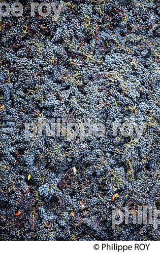 VENDANGES MANUELLES, CHATEAU MONCETS, AOC LALANDE DE POMEROL, VINS DE BORDEAUX, GIRONDE. (33V46420.jpg)