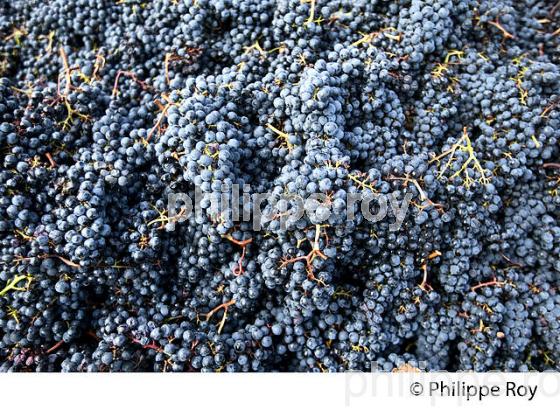 VENDANGES MANUELLES, CHATEAU MONCETS, AOC LALANDE DE POMEROL, VINS DE BORDEAUX, GIRONDE. (33V46423.jpg)