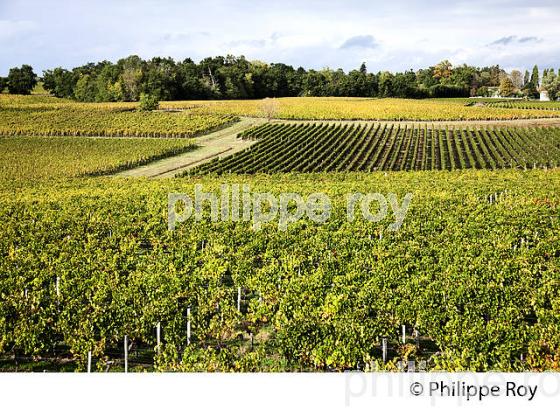 PAYSAGE VITICOLE , AOC LALANDE DE POMEROL, VIGNOBLE DE BORDEAUX, GIRONDE. (33V46529.jpg)