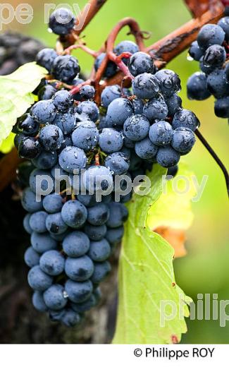 GRAPPE DE RAISIN ROUGE, VIGNOBLE DE BORDEAUX, GIRONDE. (33V46537.jpg)
