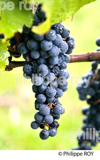 GRAPPE DE RAISIN ROUGE, VIGNOBLE DE BORDEAUX, GIRONDE. (33V46601.jpg)