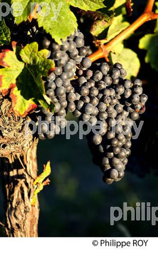 GRAPPE DE RAISIN ROUGE, VIGNOBLE DE BORDEAUX, GIRONDE. (33V46618.jpg)