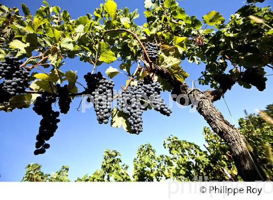 GRAPPE DE RAISIN ROUGE, VIGNOBLE DE BORDEAUX, GIRONDE. (33V46621.jpg)