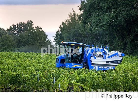 VENDANGES A LA MACHINE, AOC BORDEAUX SUPERIEUR, VIGNOBLE DU BORDELAIS. (33V46702.jpg)