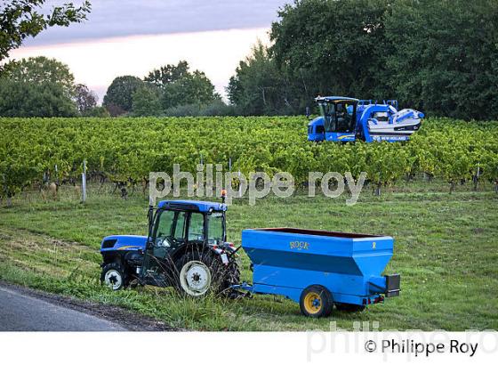 VENDANGES A LA MACHINE, AOC BORDEAUX SUPERIEUR, VIGNOBLE DU BORDELAIS. (33V46704.jpg)