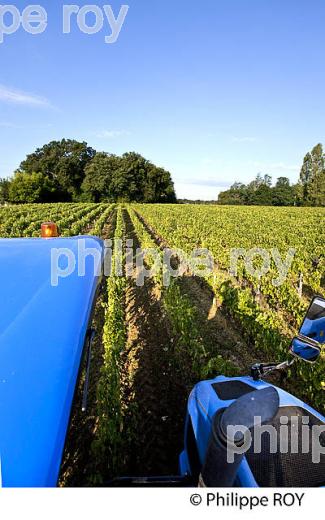 VENDANGES A LA MACHINE, AOC BORDEAUX SUPERIEUR, VIGNOBLE DU BORDELAIS. (33V46719.jpg)