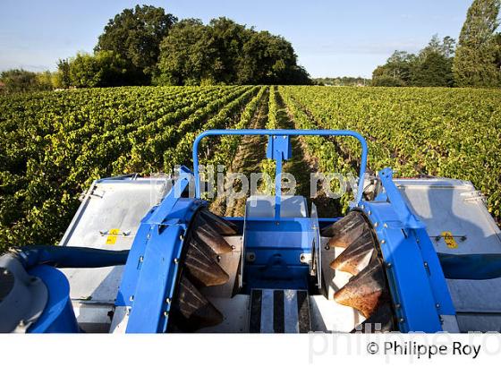 VENDANGES A LA MACHINE, AOC BORDEAUX SUPERIEUR, VIGNOBLE DU BORDELAIS. (33V46723.jpg)
