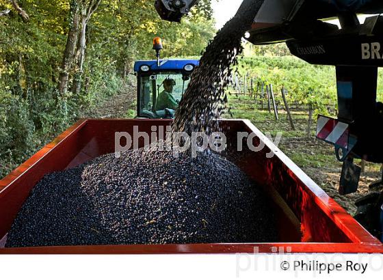 VENDANGES A LA MACHINE, AOC BORDEAUX SUPERIEUR, VIGNOBLE DU BORDELAIS. (33V46738.jpg)