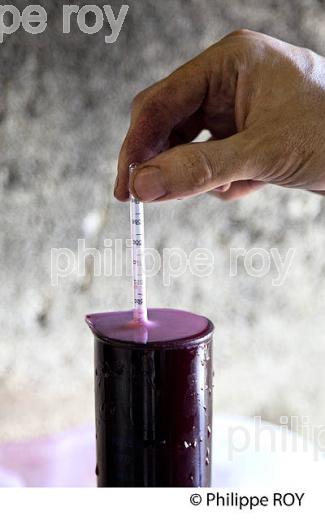 VINIFICATION, MESURE DE DENSITE,  VENDANGE ROUGE, VINS DE BORDEAUX. (33V46834.jpg)