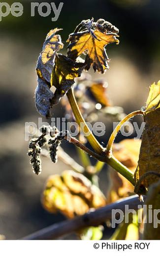 GEL DE LA VIGNE , LE 27 AVRIL 2017, VIGNOBLE DE BORDEAUX, GIRONDE. (33V47005.jpg)