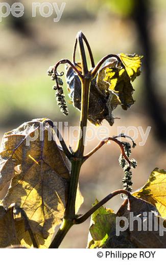 GEL DE LA VIGNE , LE 27 AVRIL 2017, VIGNOBLE DE BORDEAUX, GIRONDE. (33V47023.jpg)