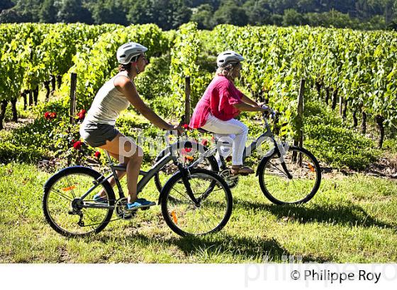 CYCLOTOURISME,  VIGNOBLE  AOC GRAVES DE PESSAC LEOGNAN, LA ROUTE DES  VINS DE BORDEAUX, GIRONDE. (33V47125.jpg)