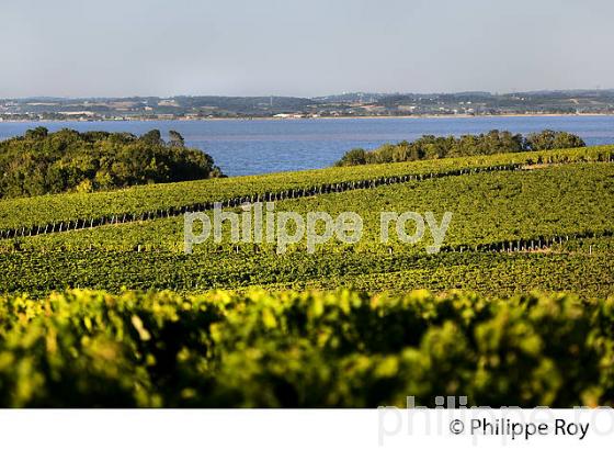 VIGNOBLE DU HAUT MEDOC  ET ESTUAIRE DE LA GIRONDE, SAINT SEURIN DE CADOURNE. (33V47224.jpg)