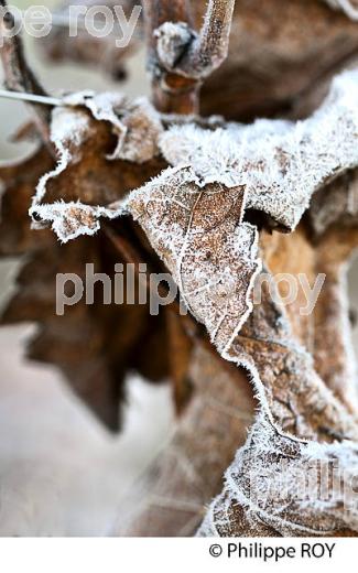 GIVRE SUR FEUILLE DE VIGNE   EN HIVER, VIGNOBLE DE BORDEAUX. (33V47336.jpg)